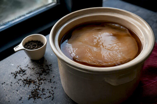 SCOBY fermenting in brewed tea